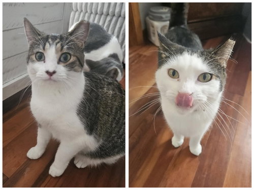 GUACAMOLE & DIP - Domestic Short Hair available for adoption