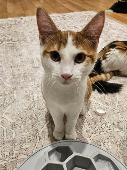 FRANK - Domestic Medium Hair available for adoption
