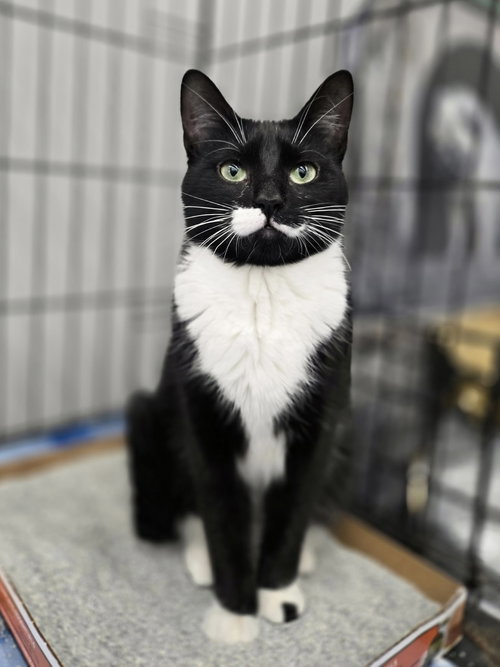 NINA - Domestic Short Hair available for adoption
