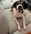Sadie - Photo 1