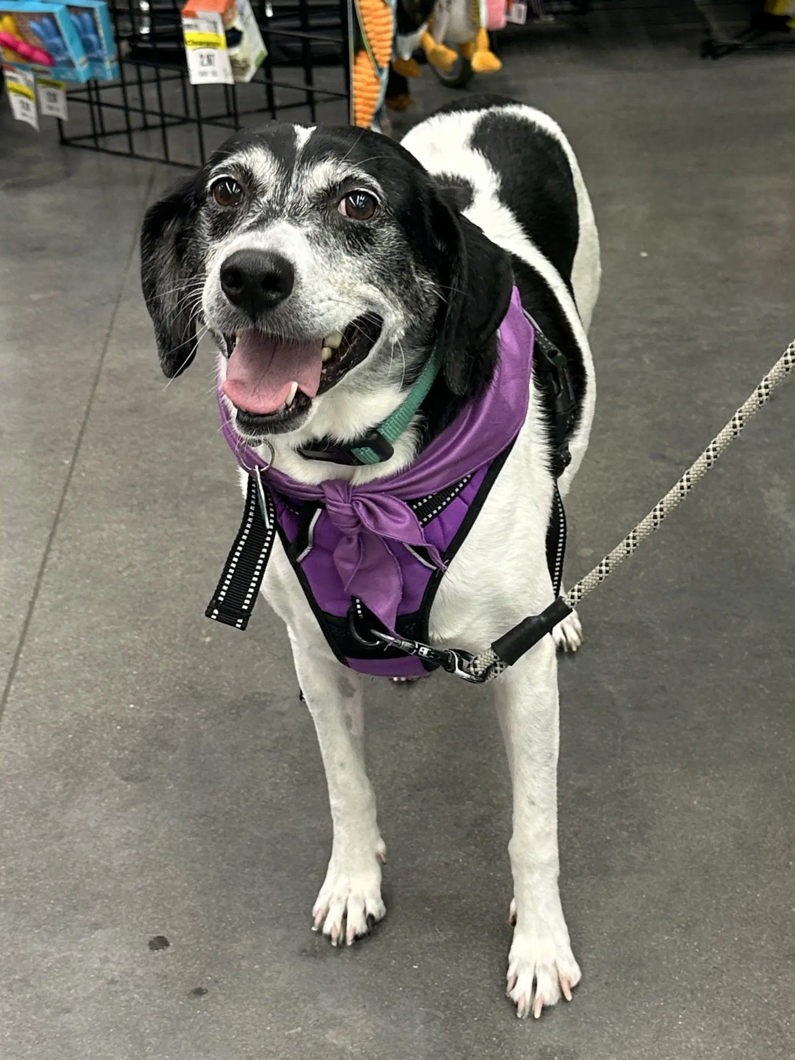 Sadie image 3