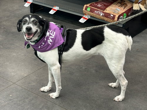 SADIE - Mountain Cur / Beagle available for adoption