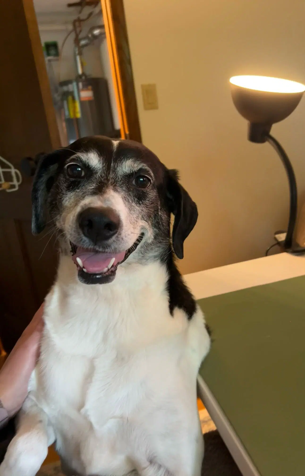 Sadie image 4