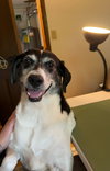 Sadie - Photo 4