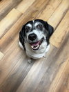 Sadie - Photo 5