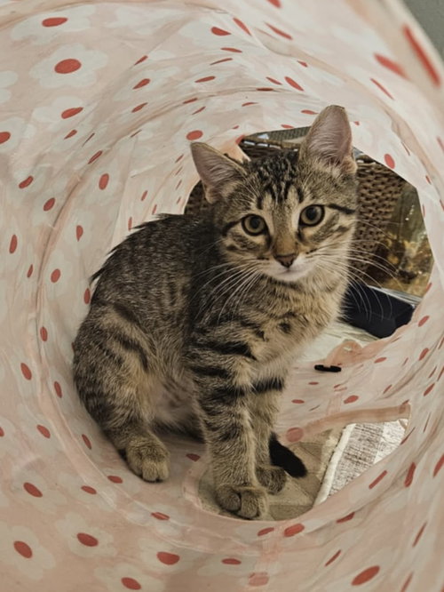PUMA - Domestic Short Hair available for adoption