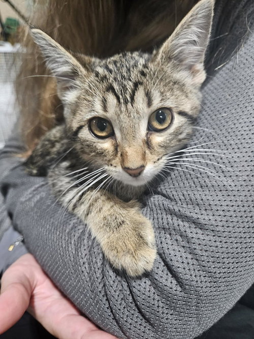 PUMA - Domestic Short Hair available for adoption