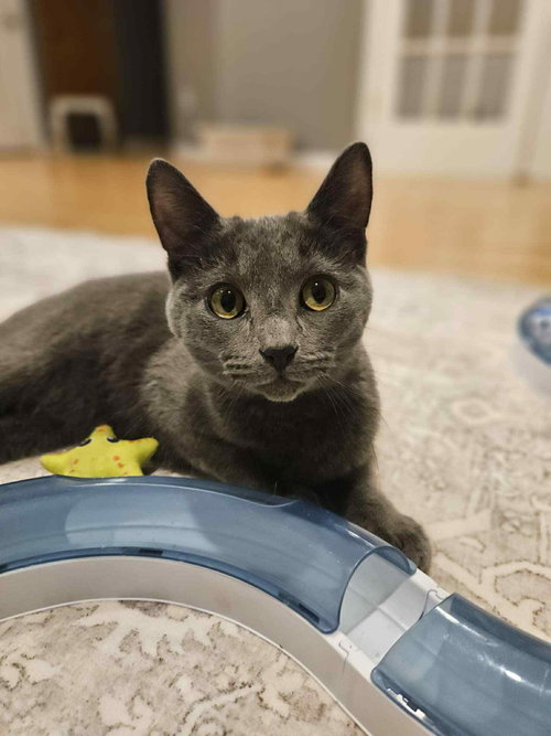 LARRY - Domestic Short Hair available for adoption