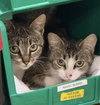 Phiona & Daisy - Photo 1