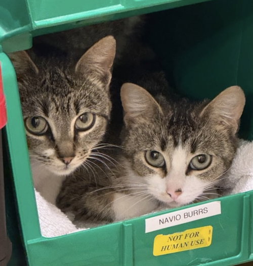 PHIONA & DAISY - Domestic Short Hair available for adoption