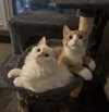 Marshmallow & Graham