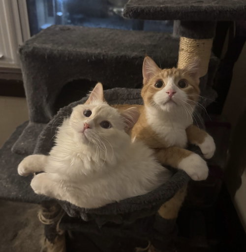 Marshmallow & Graham