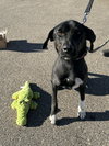 Gator - Photo 5