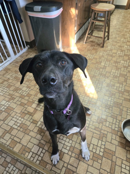 GATOR - Catahoula Leopard Dog / Labrador Retriever available for adoption