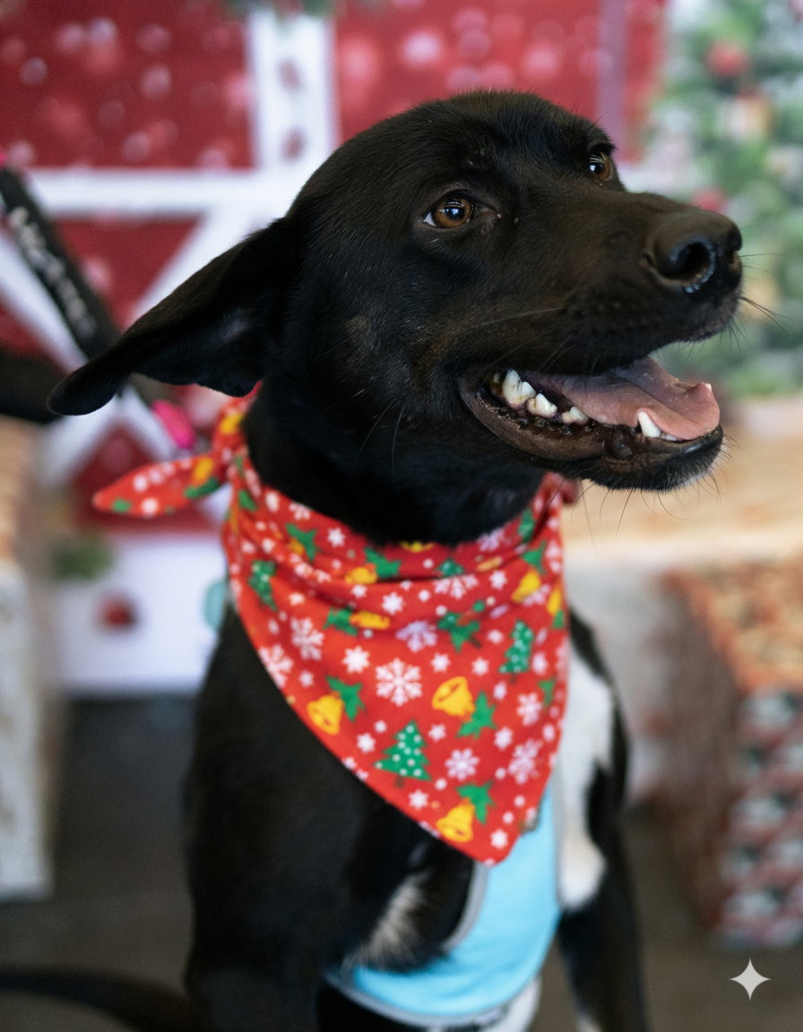 Gator *URGENT FOSTER NEEDED*
