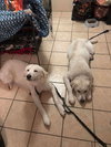 Sasha *Help! I need a foster home!*