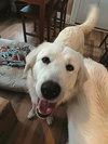 Simon *Help! I need a foster home!*