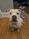 Izzabelle *FOSTER HOME NEEDED* - Photo 3
