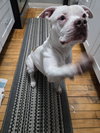 Izzabelle *FOSTER HOME NEEDED* - Photo 4