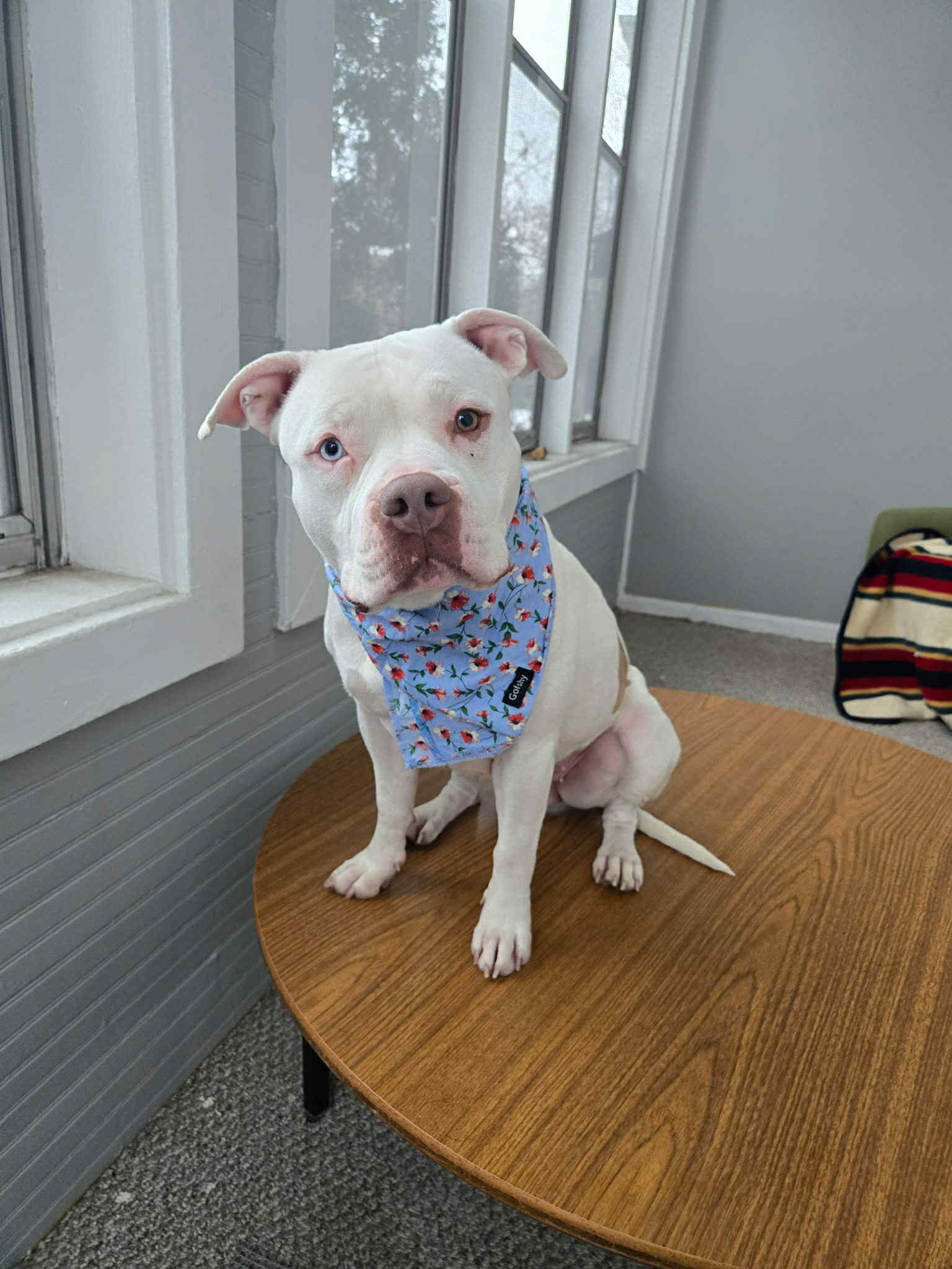*Foster Home Needed* Izzabelle