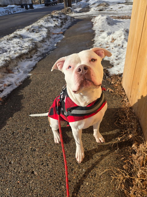 IZZABELLE *FOSTER HOME NEEDED* - American Pit Bull Terrier available for adoption