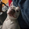 Izzabelle *FOSTER HOME NEEDED* - Photo 5