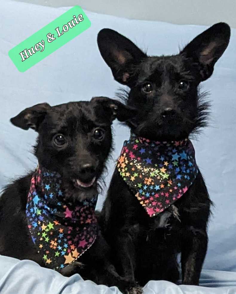 Huey & Louie Image