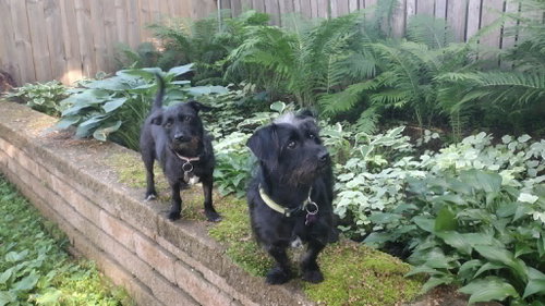 Bert & Ernie photo 5