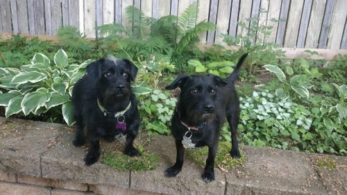 Bert & Ernie photo 6