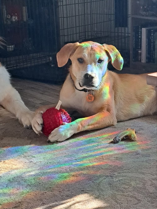 Haddie, an adoptable Labrador Retriever in Crystal, MN