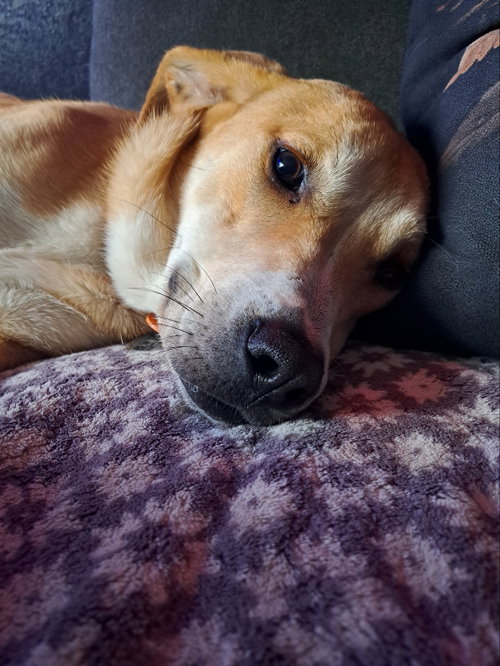 Haddie photo 2