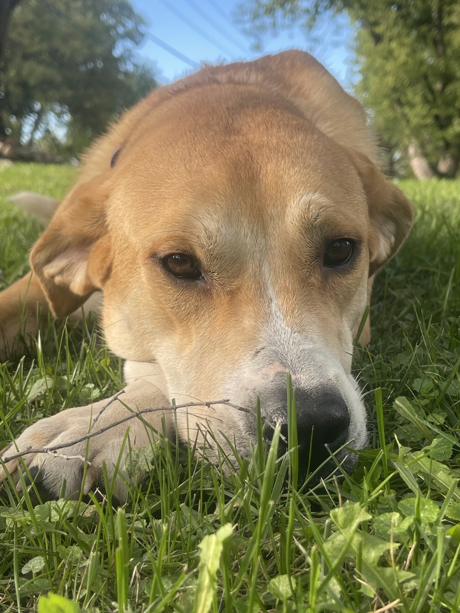 Haddie*Foster Home Needed!*, photo 9