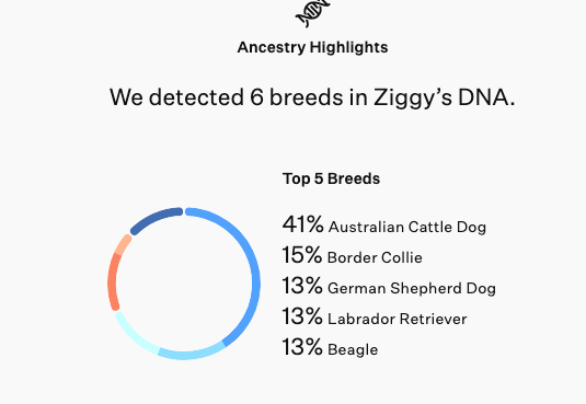 Ziggy