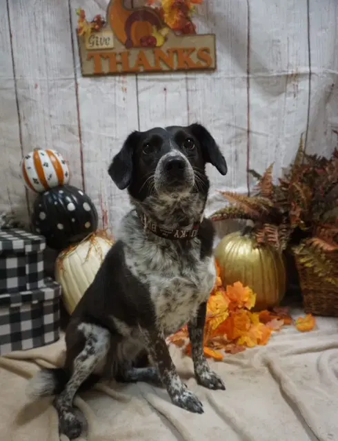 Ziggy - Australian Cattle Dog/Blue Heeler