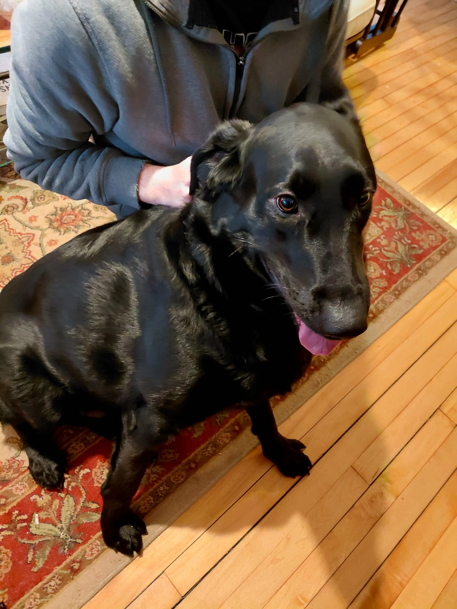 Buddy *FOSTER HOME NEEDED* Image