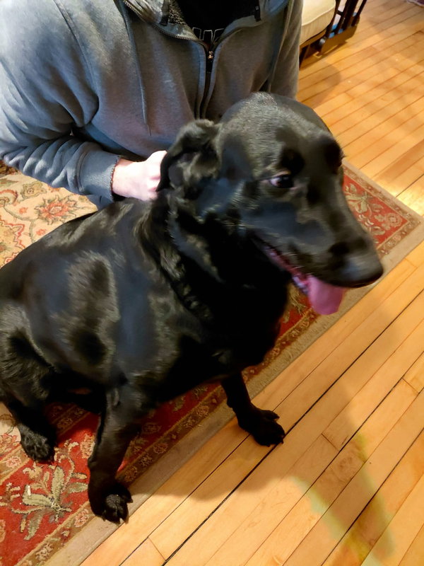 Buddy *FOSTER HOME NEEDED*