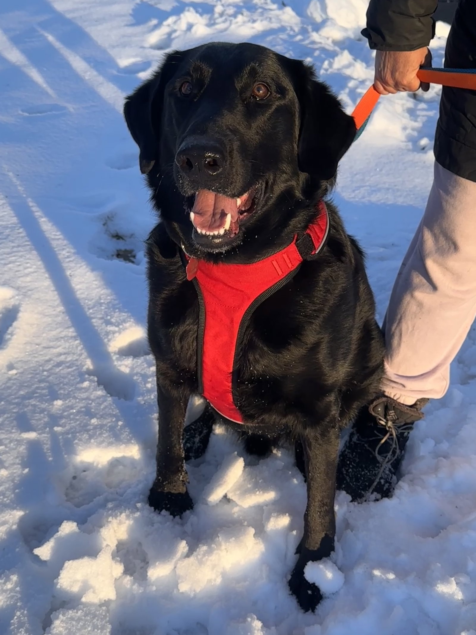Buddy *FOSTER HOME NEEDED*