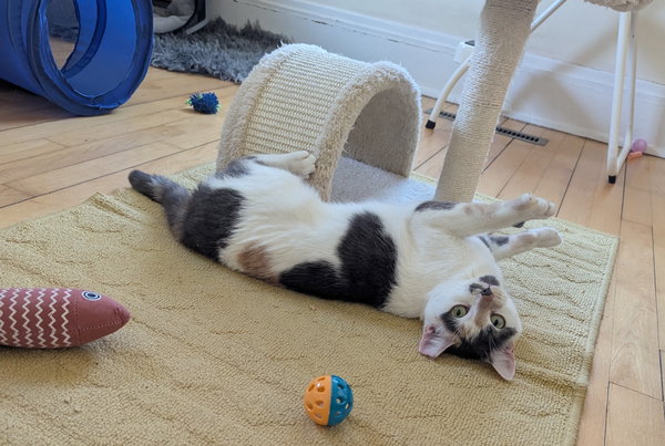 Pebble