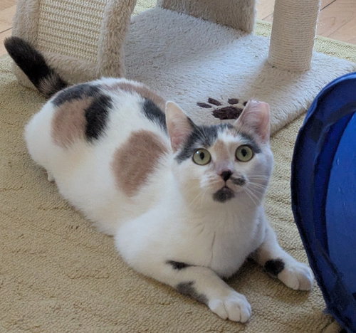 Pebble, Young Domestic Short Hair / Mixed (short coat), cat for adoption in Lakeville, Minnesota