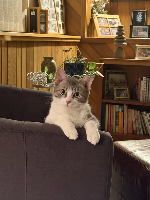 Fin, an adoptable Domestic Short Hair in Crystal, MN