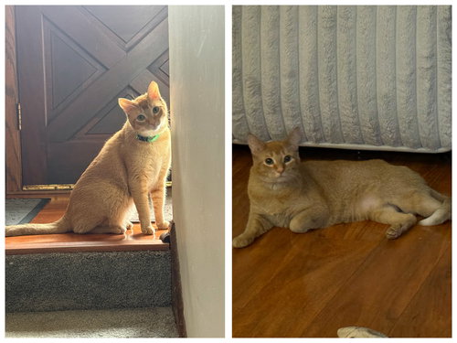 Skittles & Twix, Young Domestic Short Hair / Mixed (short coat), cat for adoption in Lakeville, Minnesota