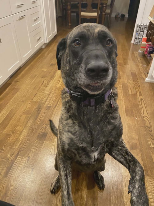 Pixie *FOSTER HOME NEEDED*, an adoptable Mastiff in Crystal, MN