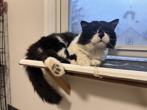 Stewart, an adoptable Domestic Medium Hair in Crystal, MN