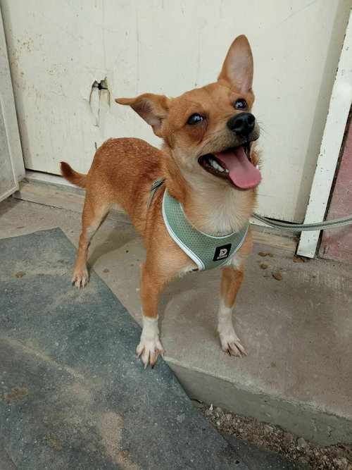 Frankie *FOSTER NEEDED April 15th*, an adoptable Chihuahua in Crystal, MN