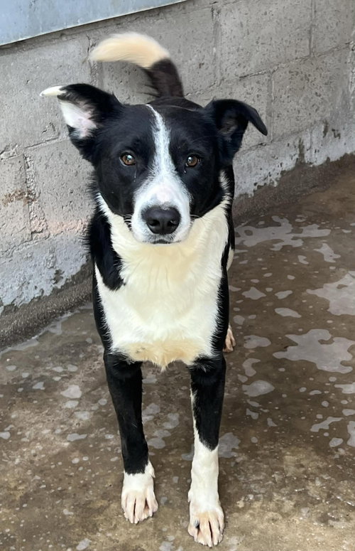 Oreo *FOSTER NEEDED April 15th!*, an adoptable Border Collie in Crystal, MN