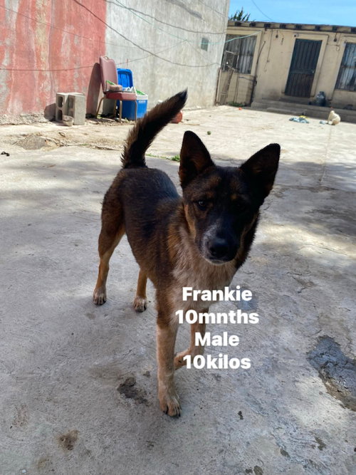 The Frankies *FOSTER NEEDED April 15*, an adoptable Shepherd in Crystal, MN