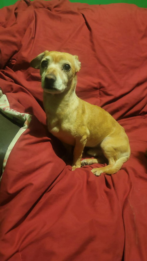 Milo *FOSTER NEEDED April 15th!*, an adoptable Chihuahua in Crystal, MN