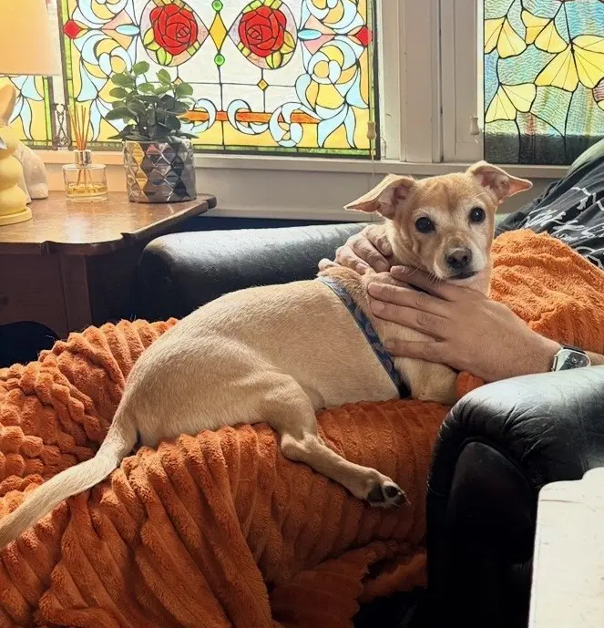 Milo image 2