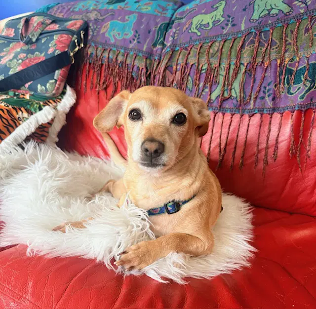 Milo - Chihuahua