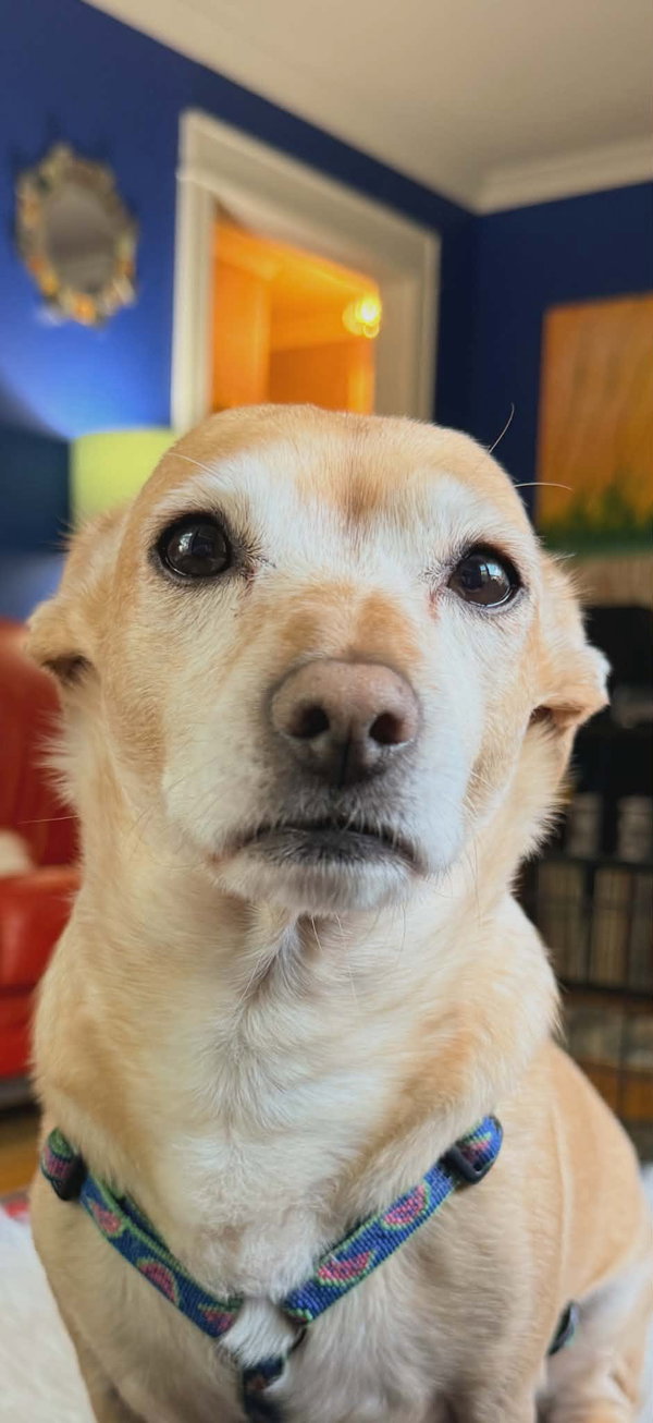 Pogo (Milo) *I am a sweet, mellow, easy guy!*